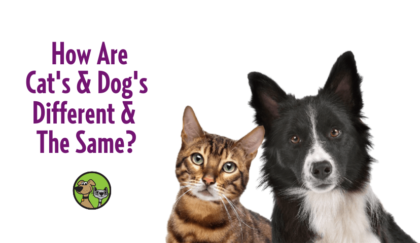 What is the differences between a dog and a cat?